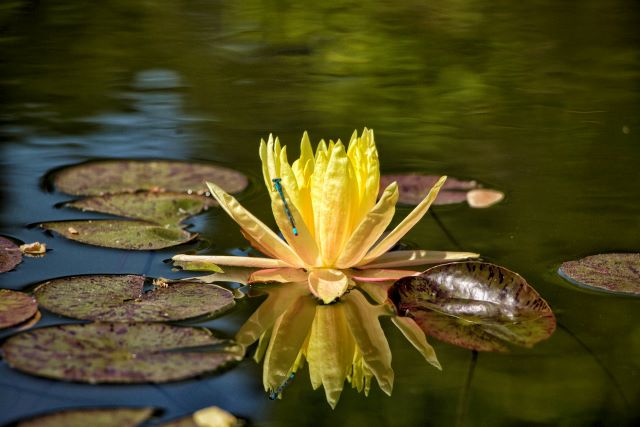 Förderung der Biodiversität und Landschaftsqualität im Siedlungsgebiet